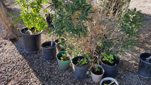 Donated garden plants - 10/31/2016